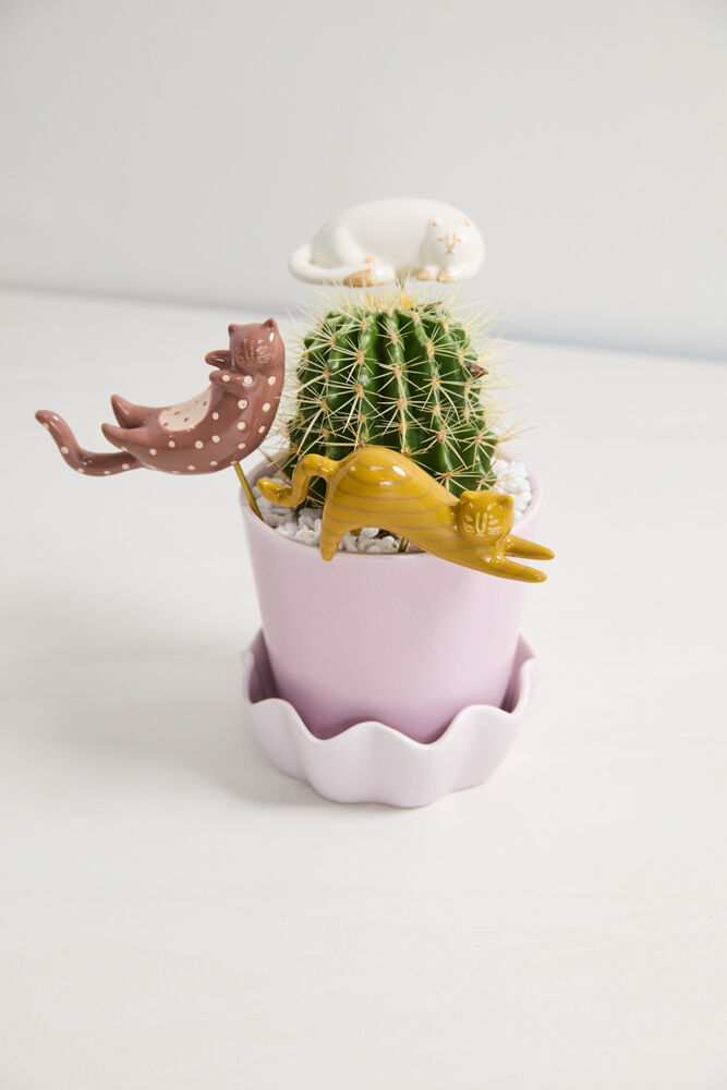 Plant Sticks -Curious Cats