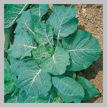 Sold by the Pound Collard green