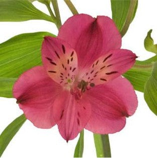 DIY wedding flowers | Cheap wedding bouquet | DIY wedding bouquet | For sale wedding flowers | DIY flower centerpieces | DIY wedding centerpieces | DIY cheap | Cheap florist Louisville KY | Wedding florist Louisville KY | Wedding florist near me | Florist near me