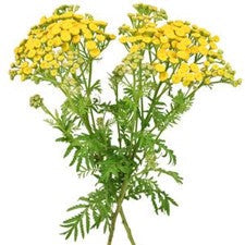 Stems In Bulk: Yarrow Tansy Filler Flower