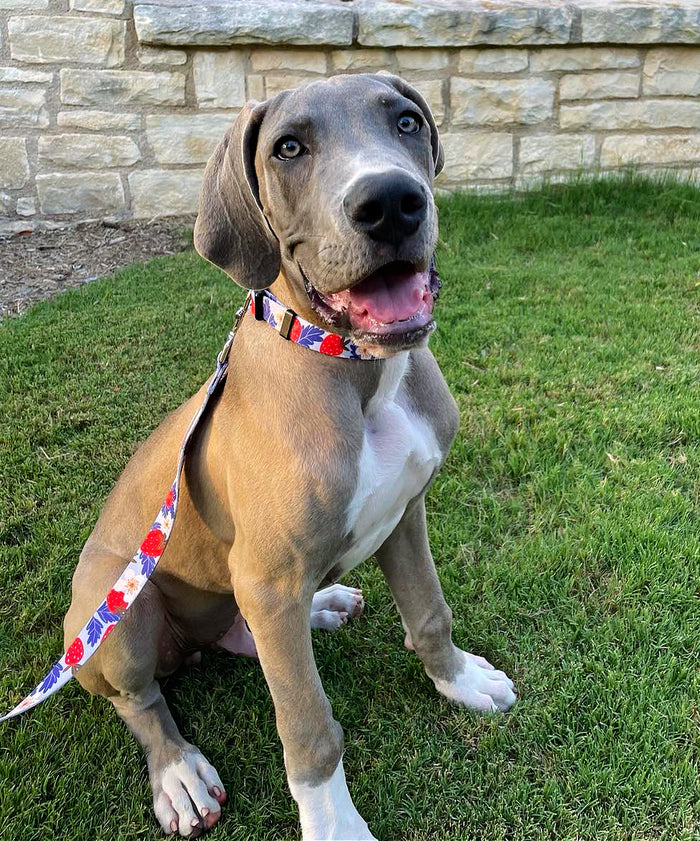 happy dog wearing a strawberry collar and leash